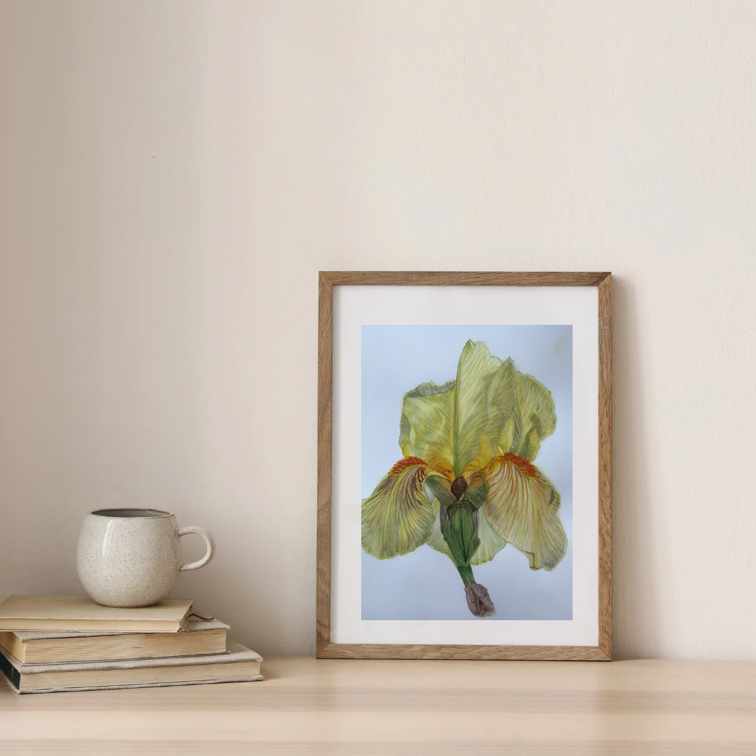 Original watercolor Iris