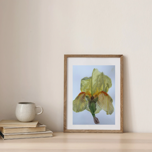 Original watercolor Iris